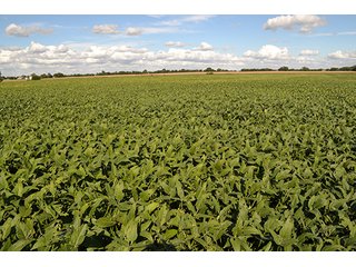 Property photo 23 - LAND AUCTION - 417+/- ACRES IN 9 TRACTS IN NEWTON COUNTY, INDIANA