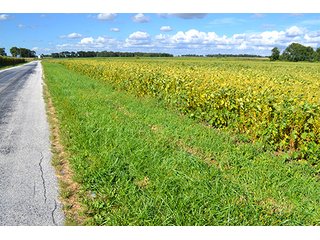 Property photo 17 - LAND AUCTION - 417+/- ACRES IN 9 TRACTS IN NEWTON COUNTY, INDIANA