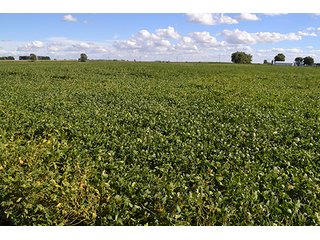 Property photo 1 - LAND AUCTION - 417+/- ACRES IN 9 TRACTS IN NEWTON COUNTY, INDIANA
