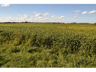 Property photo 26 - LAND AUCTION - 417+/- ACRES IN 9 TRACTS IN NEWTON COUNTY, INDIANA