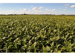 Property photo 22 - LAND AUCTION - 417+/- ACRES IN 9 TRACTS IN NEWTON COUNTY, INDIANA