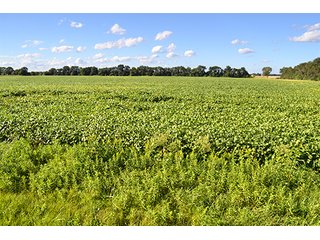 Property photo 29 - LAND AUCTION - 417+/- ACRES IN 9 TRACTS IN NEWTON COUNTY, INDIANA