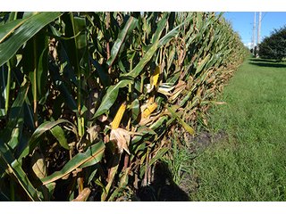 Property photo 24 - LAND AUCTION - 417+/- ACRES IN 9 TRACTS IN NEWTON COUNTY, INDIANA