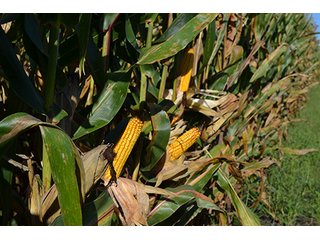 Property photo 15 - LAND AUCTION - 417+/- ACRES IN 9 TRACTS IN NEWTON COUNTY, INDIANA
