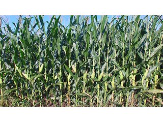 Property photo 52 - LAND AUCTION - 417+/- ACRES IN 9 TRACTS IN NEWTON COUNTY, INDIANA