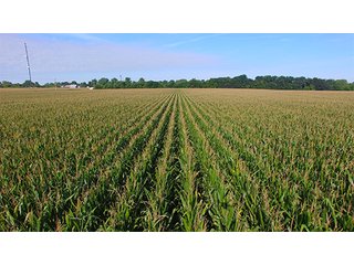 Property photo 8 - LAND AUCTION - 417+/- ACRES IN 9 TRACTS IN NEWTON COUNTY, INDIANA
