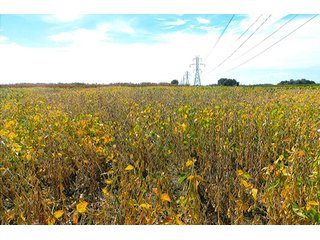 Property photo 2 - REAL ESTATE AUCTION - 160+/- ACRES OFFERED IN 3 TRACTS IN WHITE COUNTY, INDIANA