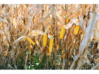 Property photo 3 - REAL ESTATE AUCTION - 160+/- ACRES OFFERED IN 3 TRACTS IN WHITE COUNTY, INDIANA