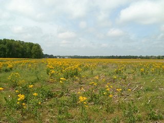 Property photo 34 - LAND AUCTION - 754+/- ACRES OFFERED IN 4 FARMS & 16 TRACTS IN RIPLEY CO., IN