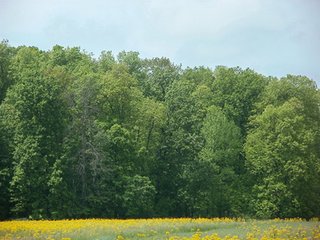 Property photo 29 - LAND AUCTION - 754+/- ACRES OFFERED IN 4 FARMS & 16 TRACTS IN RIPLEY CO., IN