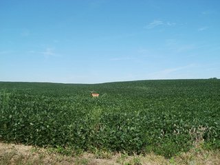 Property photo 33 - LAND AUCTION - 754+/- ACRES OFFERED IN 4 FARMS & 16 TRACTS IN RIPLEY CO., IN