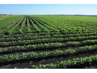 Property photo 16 - LAND AUCTION - 8,638+/- ACRES OFFERED IN 46 TRACTS IN MERCER & FULTON COUNTIES, ILLINOIS