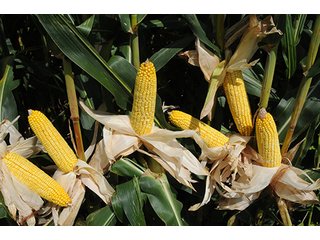 Tract 22 - LAND AUCTION - 8,638+/- ACRES OFFERED IN 46 TRACTS IN MERCER & FULTON COUNTIES, ILLINOIS