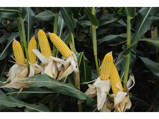 Tract 38 - LAND AUCTION - 8,638+/- ACRES OFFERED IN 46 TRACTS IN MERCER & FULTON COUNTIES, ILLINOIS