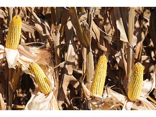 Property photo 7 - LAND AUCTION - 8,638+/- ACRES OFFERED IN 46 TRACTS IN MERCER & FULTON COUNTIES, ILLINOIS