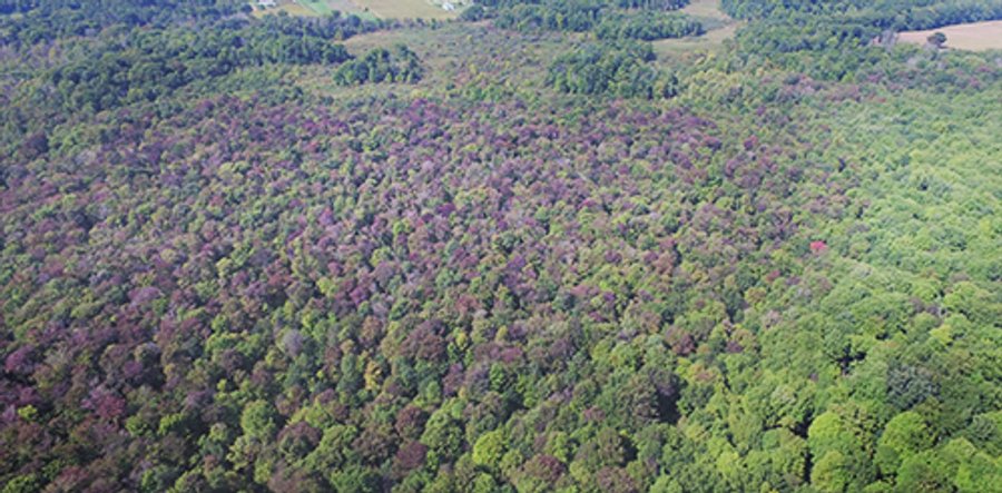 REAL ESTATE AUCTION - 129+/- ACRES IN 3 TRACTS IN ST. JOSEPH CO., MI