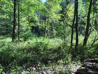Property photo 3 - REAL ESTATE AUCTION - 129+/- ACRES IN 3 TRACTS IN ST. JOSEPH CO., MI