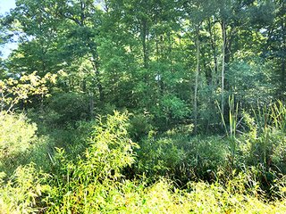 Property photo 2 - REAL ESTATE AUCTION - 129+/- ACRES IN 3 TRACTS IN ST. JOSEPH CO., MI