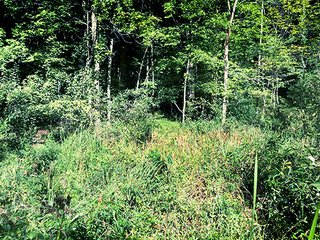 Property photo 4 - REAL ESTATE AUCTION - 129+/- ACRES IN 3 TRACTS IN ST. JOSEPH CO., MI