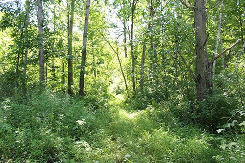 Property photo 2 - REAL ESTATE AUCTION - 296.88+/- ACRES IN 8 TRACTS IN RICHLAND COUNTY, WISCONSIN