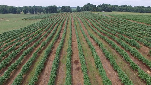 Property photo 4 - REAL ESTATE & PERSONAL PROPERTY AUCTION - 80+/- ACRES OFFERED IN 7 TRACTS IN VAN BUREN COUNTY, MI