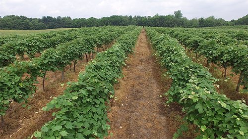 Property photo 5 - REAL ESTATE & PERSONAL PROPERTY AUCTION - 80+/- ACRES OFFERED IN 7 TRACTS IN VAN BUREN COUNTY, MI
