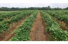 Property photo 5 - REAL ESTATE & PERSONAL PROPERTY AUCTION - 80+/- ACRES OFFERED IN 7 TRACTS IN VAN BUREN COUNTY, MI