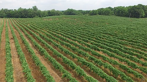 Property photo 7 - REAL ESTATE & PERSONAL PROPERTY AUCTION - 80+/- ACRES OFFERED IN 7 TRACTS IN VAN BUREN COUNTY, MI