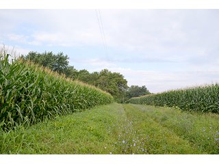 Property photo 37 - LAND AUCTION - 622.9+/- ACRES OFFERED IN 9 TRACTS IN JASPER COUNTY, INDIANA