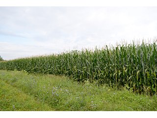 Property photo 23 - LAND AUCTION - 622.9+/- ACRES OFFERED IN 9 TRACTS IN JASPER COUNTY, INDIANA