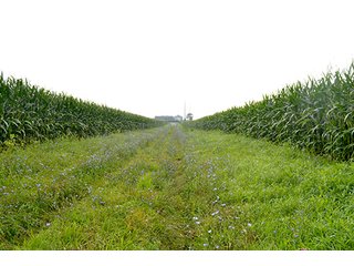Property photo 9 - LAND AUCTION - 622.9+/- ACRES OFFERED IN 9 TRACTS IN JASPER COUNTY, INDIANA
