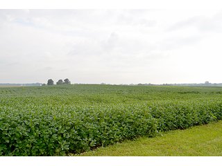 Property photo 22 - LAND AUCTION - 622.9+/- ACRES OFFERED IN 9 TRACTS IN JASPER COUNTY, INDIANA