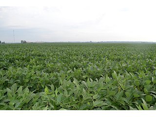 Property photo 16 - LAND AUCTION - 622.9+/- ACRES OFFERED IN 9 TRACTS IN JASPER COUNTY, INDIANA