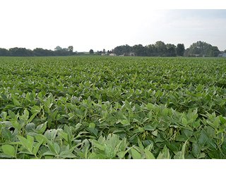 Property photo 26 - LAND AUCTION - 622.9+/- ACRES OFFERED IN 9 TRACTS IN JASPER COUNTY, INDIANA
