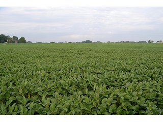Property photo 13 - LAND AUCTION - 622.9+/- ACRES OFFERED IN 9 TRACTS IN JASPER COUNTY, INDIANA