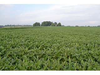 Property photo 5 - LAND AUCTION - 622.9+/- ACRES OFFERED IN 9 TRACTS IN JASPER COUNTY, INDIANA