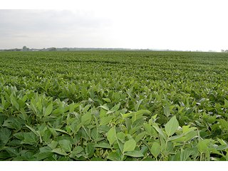 Property photo 21 - LAND AUCTION - 622.9+/- ACRES OFFERED IN 9 TRACTS IN JASPER COUNTY, INDIANA