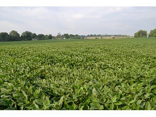 Property photo 31 - LAND AUCTION - 622.9+/- ACRES OFFERED IN 9 TRACTS IN JASPER COUNTY, INDIANA