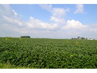 Property photo 11 - LAND AUCTION - 622.9+/- ACRES OFFERED IN 9 TRACTS IN JASPER COUNTY, INDIANA