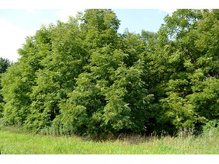 Property photo 2 - LAND AUCTION - 622.9+/- ACRES OFFERED IN 9 TRACTS IN JASPER COUNTY, INDIANA