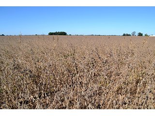 Property photo 24 - LAND AUCTION - 622.9+/- ACRES OFFERED IN 9 TRACTS IN JASPER COUNTY, INDIANA