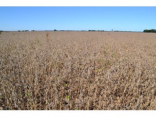 Property photo 4 - LAND AUCTION - 622.9+/- ACRES OFFERED IN 9 TRACTS IN JASPER COUNTY, INDIANA