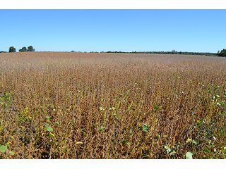 Property photo 41 - LAND AUCTION - 622.9+/- ACRES OFFERED IN 9 TRACTS IN JASPER COUNTY, INDIANA
