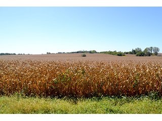 Property photo 39 - LAND AUCTION - 622.9+/- ACRES OFFERED IN 9 TRACTS IN JASPER COUNTY, INDIANA