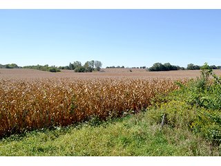 Property photo 6 - LAND AUCTION - 622.9+/- ACRES OFFERED IN 9 TRACTS IN JASPER COUNTY, INDIANA