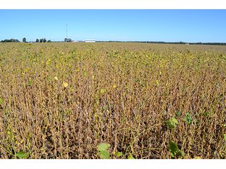 Property photo 40 - LAND AUCTION - 622.9+/- ACRES OFFERED IN 9 TRACTS IN JASPER COUNTY, INDIANA