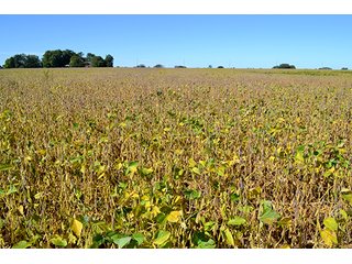 Property photo 29 - LAND AUCTION - 622.9+/- ACRES OFFERED IN 9 TRACTS IN JASPER COUNTY, INDIANA
