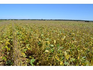 Property photo 27 - LAND AUCTION - 622.9+/- ACRES OFFERED IN 9 TRACTS IN JASPER COUNTY, INDIANA
