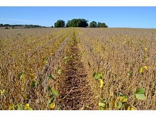 Property photo 7 - LAND AUCTION - 622.9+/- ACRES OFFERED IN 9 TRACTS IN JASPER COUNTY, INDIANA
