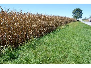 Property photo 14 - LAND AUCTION - 622.9+/- ACRES OFFERED IN 9 TRACTS IN JASPER COUNTY, INDIANA